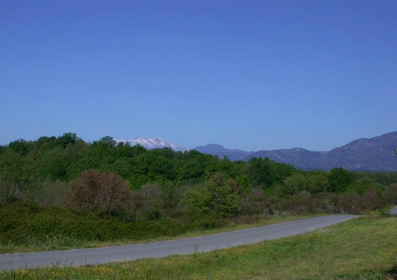 Flora corsa